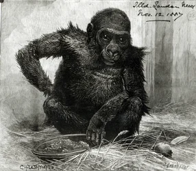 The Gorilla at the Zoological Society